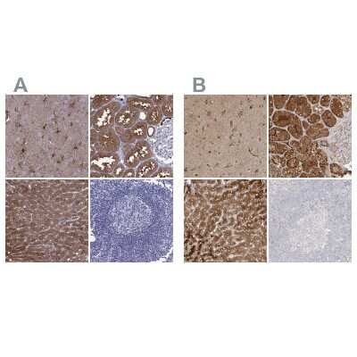 Immunohistochemistry-Paraffin: ALDH1L1 Antibody [NBP2-55574]