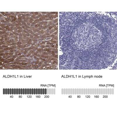 Immunohistochemistry-Paraffin: ALDH1L1 Antibody [NBP2-55574]