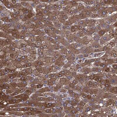 Immunohistochemistry-Paraffin: ALDH1L1 Antibody [NBP2-55574]
