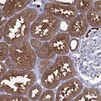 Immunohistochemistry-Paraffin: ALDH1L1 Antibody [NBP2-55574]