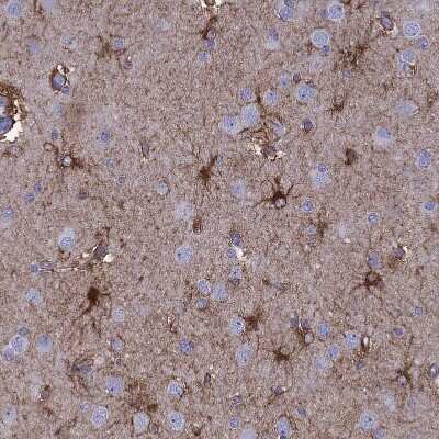 Immunohistochemistry-Paraffin: ALDH1L1 Antibody [NBP2-55574]
