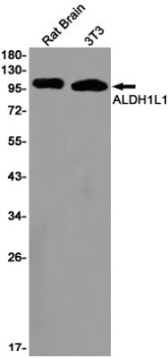 Western Blot: ALDH1L1 Antibody (S06-2E9) [NBP3-19563]
