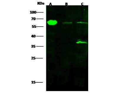 Western Blot: ALDH4A1 Antibody (001) [NBP2-90151]