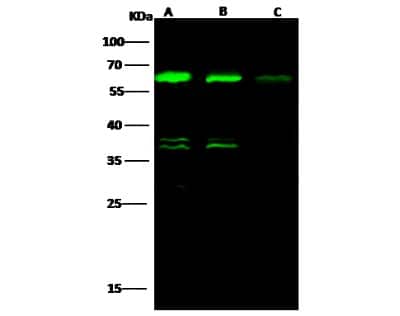 Western Blot: ALDH4A1 Antibody (002) [NBP2-90152]