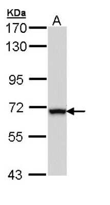 Western Blot: ALDH4A1 Antibody [NBP1-33384]