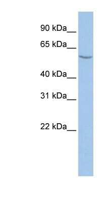 Western Blot: ALG11 Antibody [NBP1-91576]