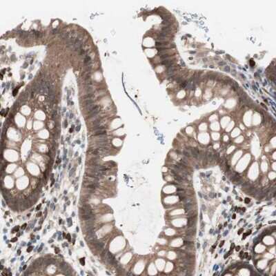 Immunohistochemistry-Paraffin: ALG5 Antibody [NBP1-88767]