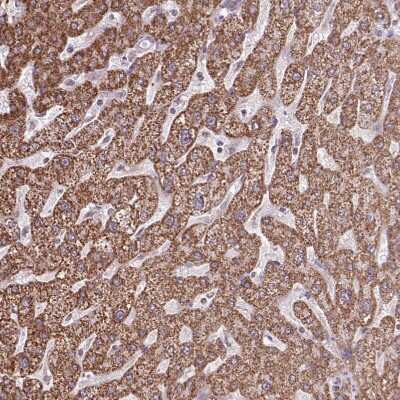 Immunohistochemistry-Paraffin: ALG8 Antibody [NBP2-47550]