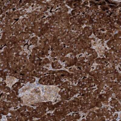 Immunohistochemistry-Paraffin: ALG9 Antibody [NBP1-90191]