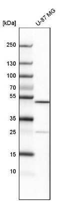 Western Blot: ALKBH5 Antibody [NBP1-82188]