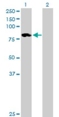 Western Blot: ALOXE3 Antibody [H00059344-B01P]