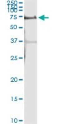 Immunoprecipitation: ALPPL2 Antibody (2B3) [H00000251-M07]