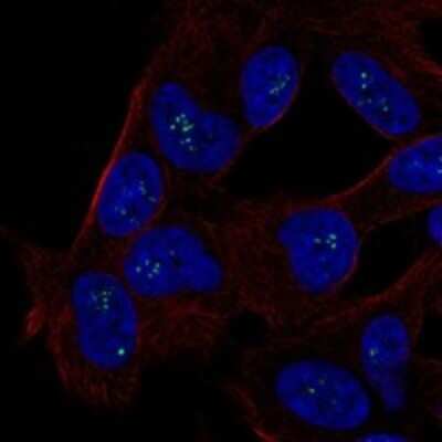 Immunocytochemistry/ Immunofluorescence: ALX3 Antibody [NBP3-17336]