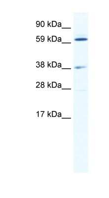 Western Blot: ALX3 Antibody [NBP1-80285]