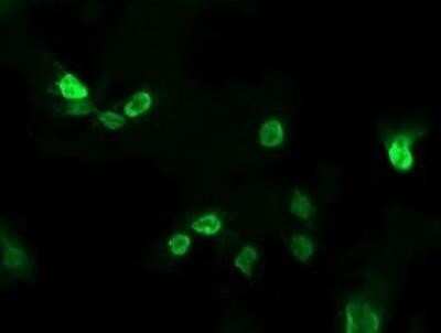 Immunocytochemistry/ Immunofluorescence: ALX4 Antibody (OTI6B3) - Azide and BSA Free [NBP2-72123]