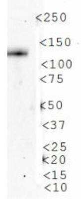 Western Blot: AMBRA1 AntibodyBSA Free [NBP1-07124]