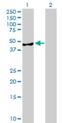 Western Blot: AMDHD2 Antibody [H00051005-B01P]