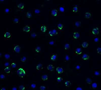Immunocytochemistry/ Immunofluorescence: AMID Antibody - BSA Free [NBP3-18133]
