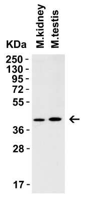 Western Blot: AMID AntibodyBSA Free [NBP3-18132]