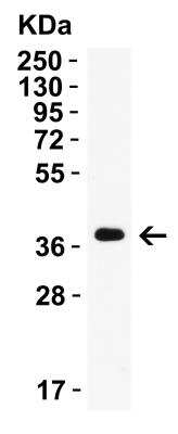 Western Blot: AMID AntibodyBSA Free [NBP3-18133]