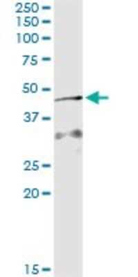 Immunoprecipitation: AMID Antibody (3A11) [H00084883-M09]