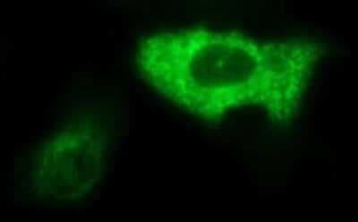 Immunocytochemistry/ Immunofluorescence: AMOT Antibody (OTI1A8) - Azide and BSA Free [NBP2-72429]