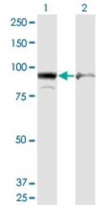 Western Blot: AMPD2 Antibody (6A8) [H00000271-M09]