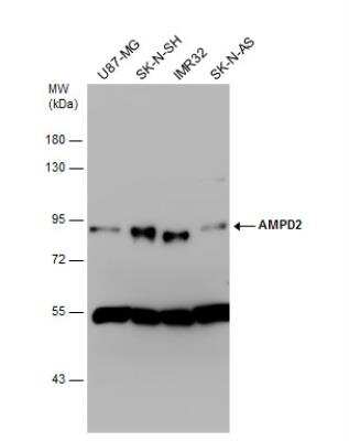 Western Blot: AMPD2 Antibody [NBP1-33698]
