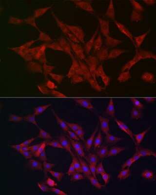 Immunocytochemistry/ Immunofluorescence: AMPK alpha 1/2 Antibody - Azide and BSA Free [NBP3-05628]