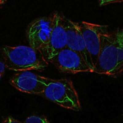Immunocytochemistry/ Immunofluorescence: AMPK alpha 1 Antibody (2B7) - Azide and BSA Free [NBP2-80575]