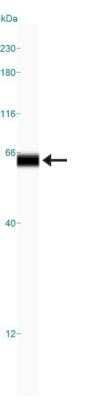 Simple Western: AMPK alpha 1 Antibody (2B7)Azide and BSA Free [NBP2-80575]