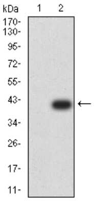 Western Blot: AMPK alpha 2 Antibody (5B4G1)BSA Free [NBP2-61853]