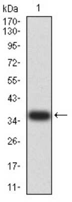 Western Blot: AMPK alpha 2 Antibody (8E11H5)BSA Free [NBP2-61852]