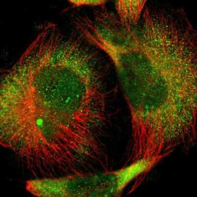 Immunocytochemistry/ Immunofluorescence: AMPK beta 1 Antibody [NBP1-87487]