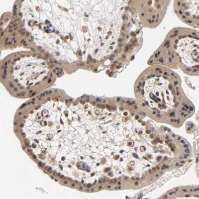 Immunohistochemistry-Paraffin: AMPK beta 1 Antibody [NBP1-87487]