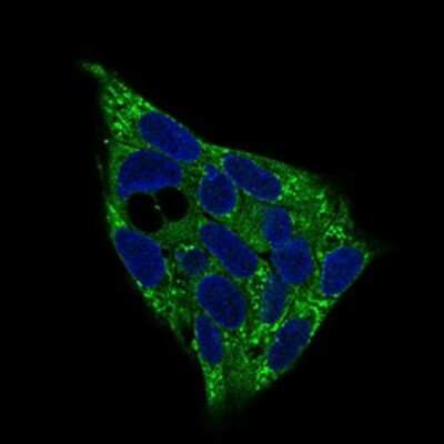 Immunocytochemistry/ Immunofluorescence: AMPK gamma 1 Antibody (7H3E9) - BSA Free [NBP2-37285]