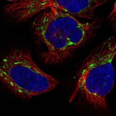 Immunocytochemistry/ Immunofluorescence: ANAPC13 Antibody [NBP1-91664]