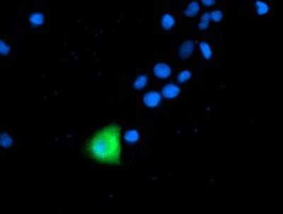 Immunocytochemistry/ Immunofluorescence: ANAPC2 Antibody (OTI1A6) [NBP2-01128]