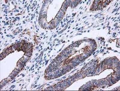 Immunohistochemistry-Paraffin: ANAPC2 Antibody (OTI1A6) [NBP2-01128]