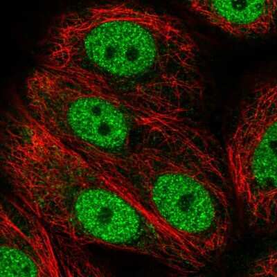 Immunocytochemistry/ Immunofluorescence: ANAPC2 Antibody [NBP2-56603]
