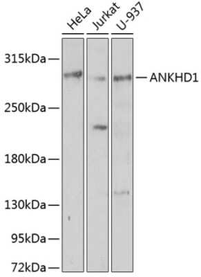 Western Blot: ANKHD1 AntibodyBSA Free [NBP2-92751]