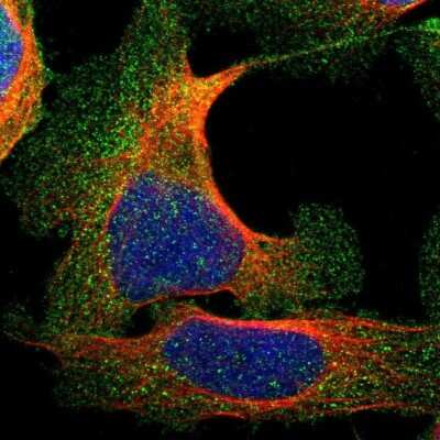 Immunocytochemistry/ Immunofluorescence: ANKIB1 Antibody [NBP2-47548]