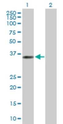 Western Blot: ANKRA2 Antibody [H00057763-B01P]