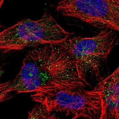 Immunocytochemistry/ Immunofluorescence: ANKRD26 Antibody [NBP1-82937]