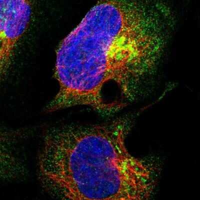Immunocytochemistry/ Immunofluorescence: ANKRD40 Antibody [NBP1-93515]