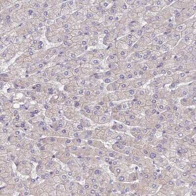 Immunohistochemistry-Paraffin: ANKRD50 Antibody [NBP1-93594]