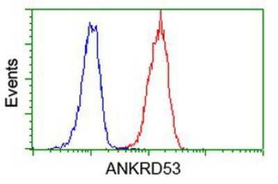 Flow Cytometry: ANKRD53 Antibody (OTI1E1) [NBP2-00520]