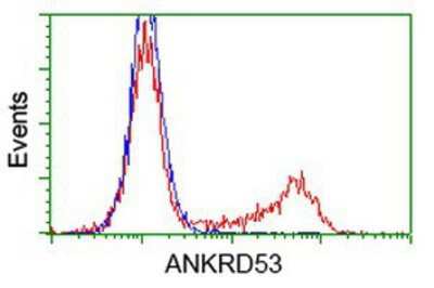 Flow Cytometry: ANKRD53 Antibody (OTI1E1) [NBP2-00520]