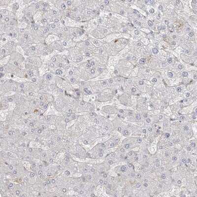 Immunohistochemistry-Paraffin: ANKS1A Antibody [NBP1-89077]