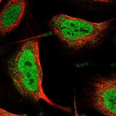 Immunocytochemistry/ Immunofluorescence: ANKS3 Antibody [NBP1-83531]